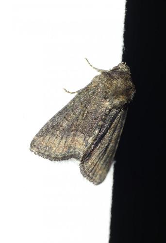 Réf. 256 245 : Oligia latruncula